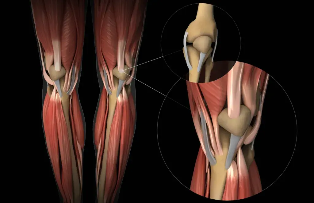 Anatomia del ginocchio