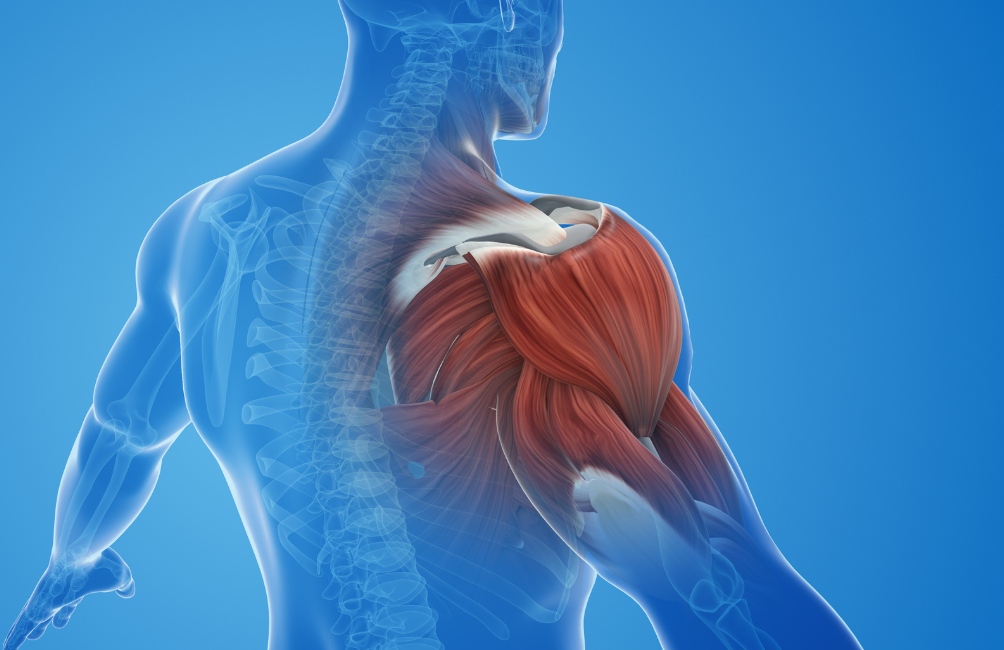 Muscolatura spalla