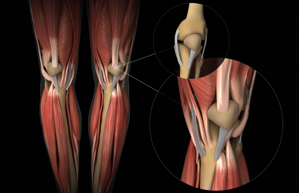 anatomia del ginocchio