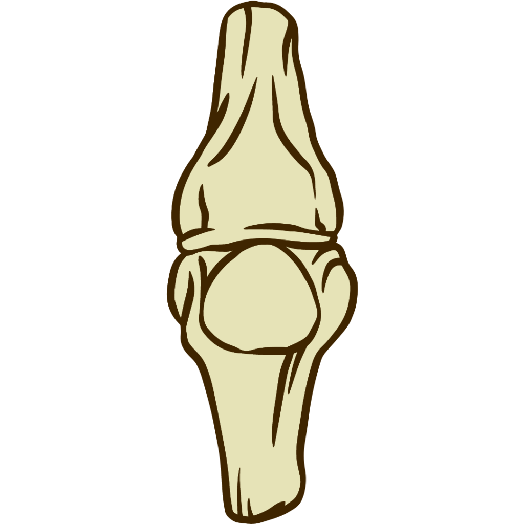 Ginocchio Anatomia